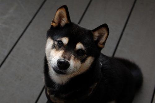 獣医師,転職,勤務医,動物愛護法,ブリーダー,動物病院,ペット