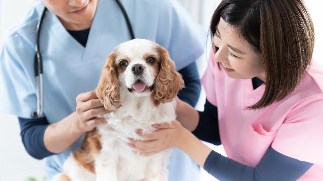 【静岡県焼津市】獣医師募集/18:00に退勤可能/女性が働きやすい動物病院