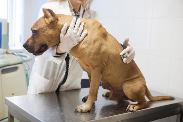 女性勤務医,復職,動物病院,働き方