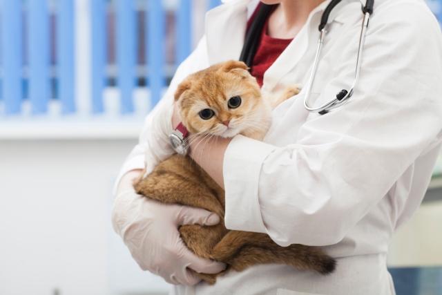 女性勤務医,復職,動物病院,臨床現場,改善