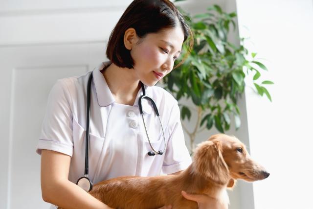 女性獣医師,復職,動物病院,残業,勤務時間,労働基準法