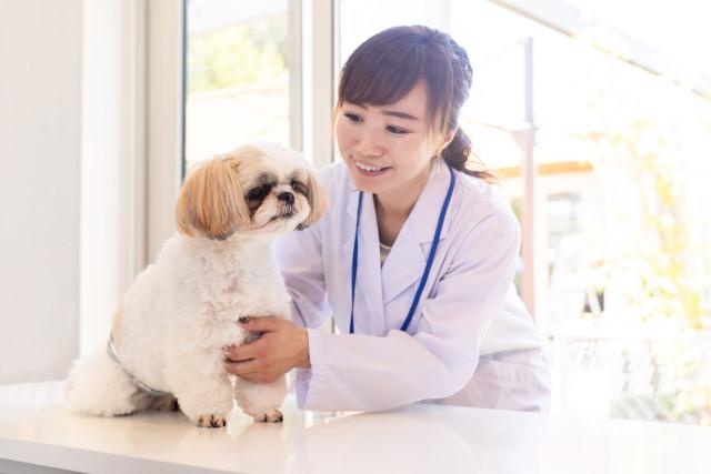 女性獣医師,復職,動物病院,勤務実態,体験談,労働環境