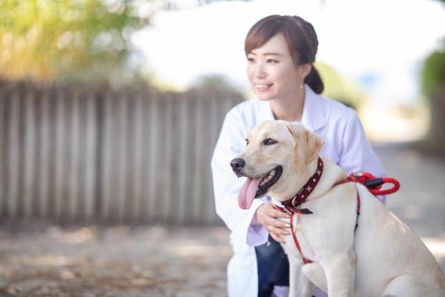 女性獣医師,復職,動物病院,問題点,課題,改善