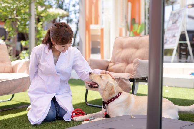 女性獣医師,復職,動物病院,往診,経営,起業